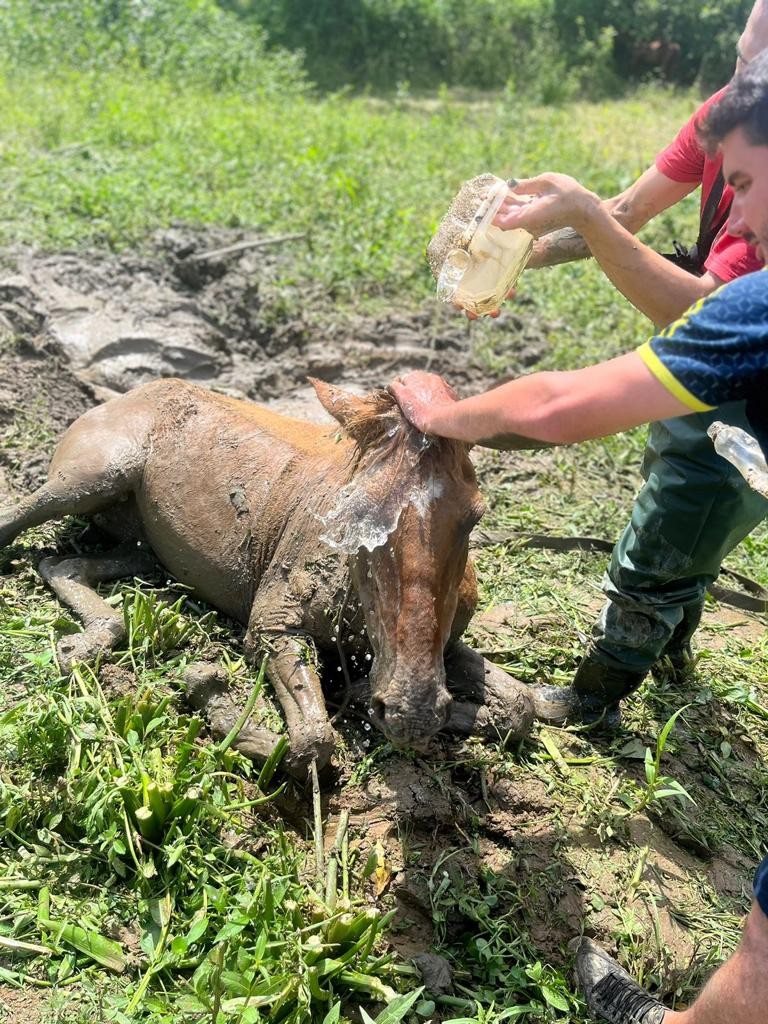 cavalo é resgatado