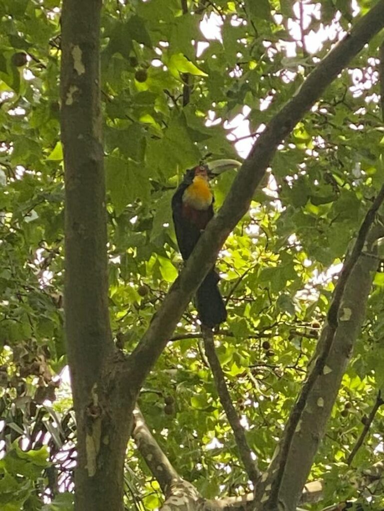 Tucano apareceu em Santiago