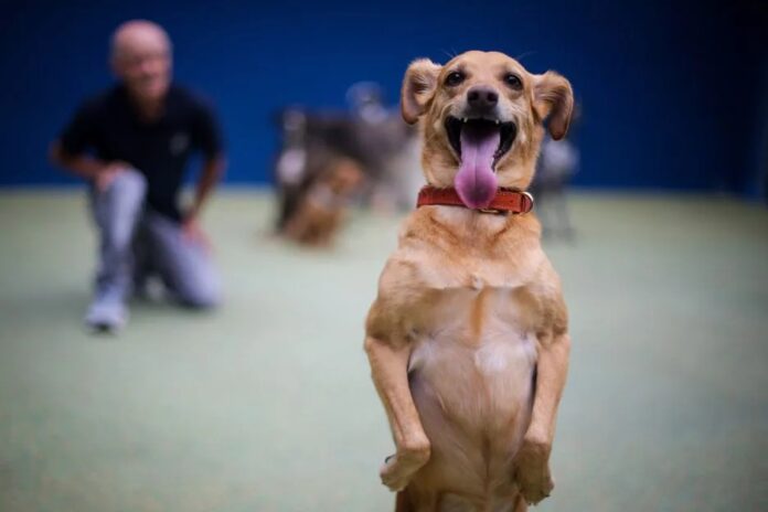 vira-lata caramelo pode ganhar lei