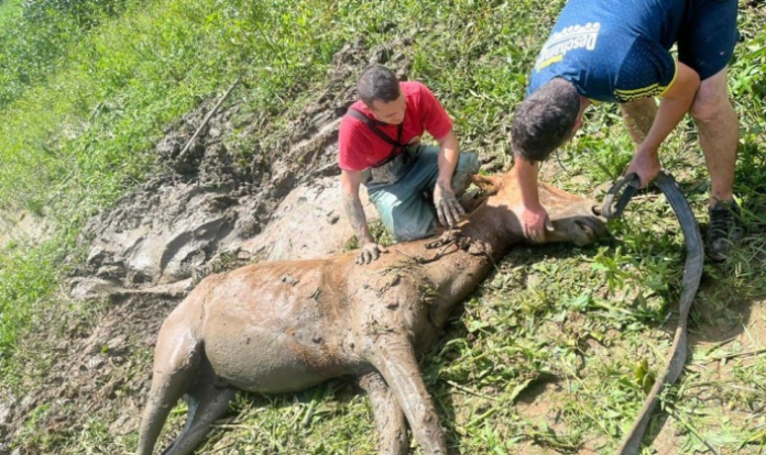 cavalo é resgatado