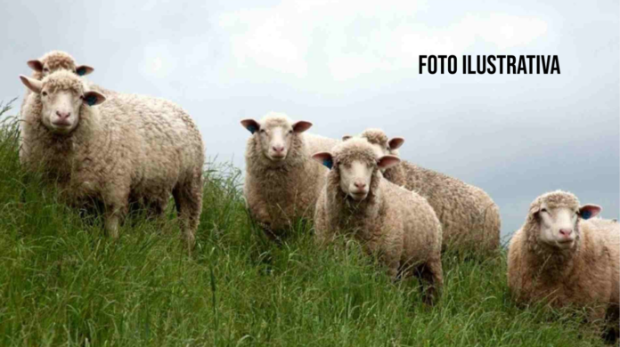 ovelha São Nicolau