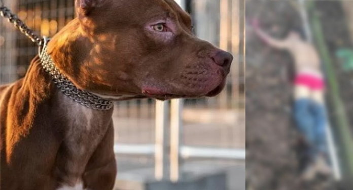 pit bull