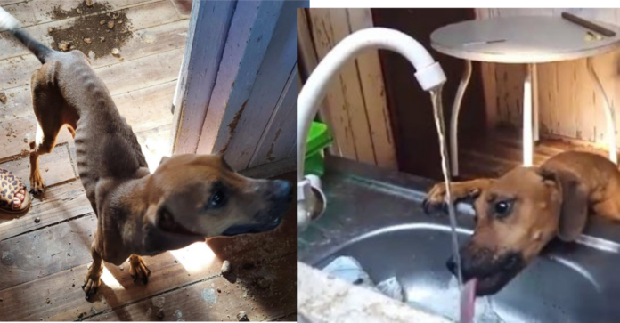 Jovem de 19 anos é presa por crueldade contra animais