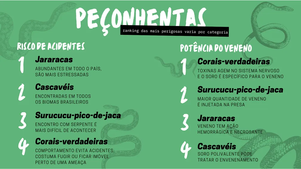 quaresma aparece tanta cobra