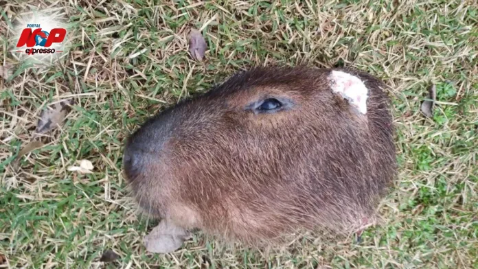 Cabeça de capivara é encontrada em instituição pública de Redentora